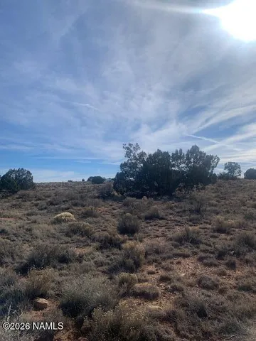 a view of a large trees with lots of bushes