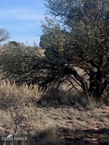 a view of a dry yard