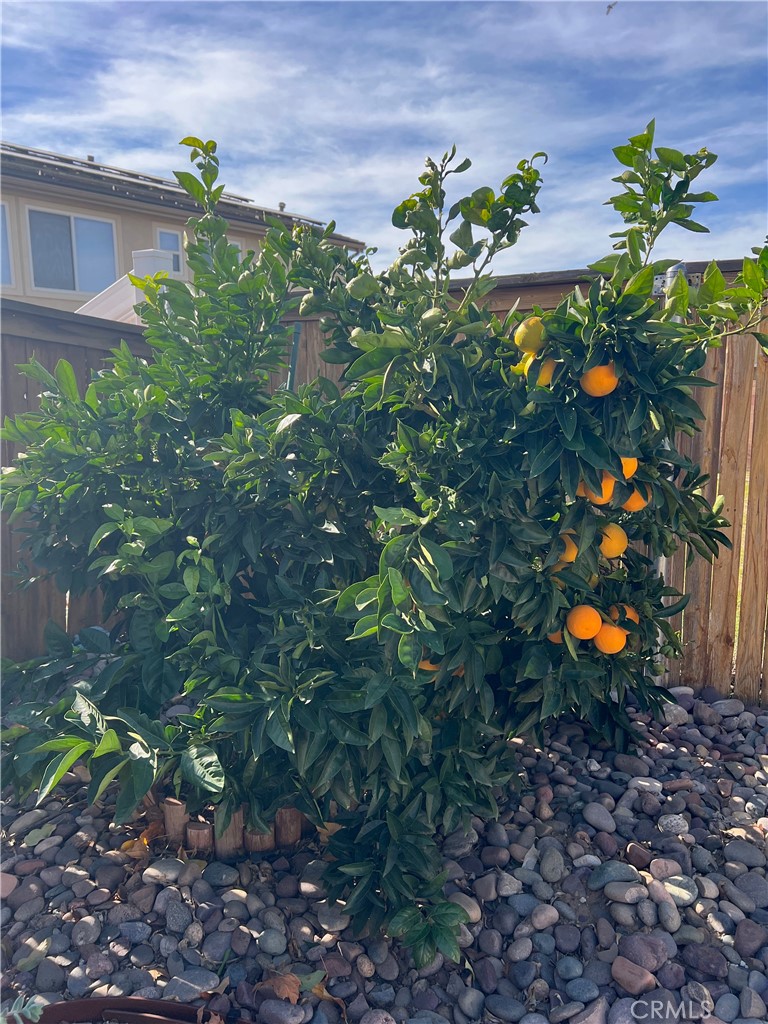 1433 Fall Brook Road Beaumont, CA 92223 - Photo 28 of 33 a plant that is in a garden