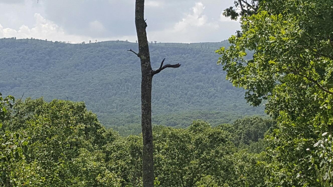 227 Chapman Road Dunlap, TN 37327 - Photo 4 of 22 View from Second Story Deck