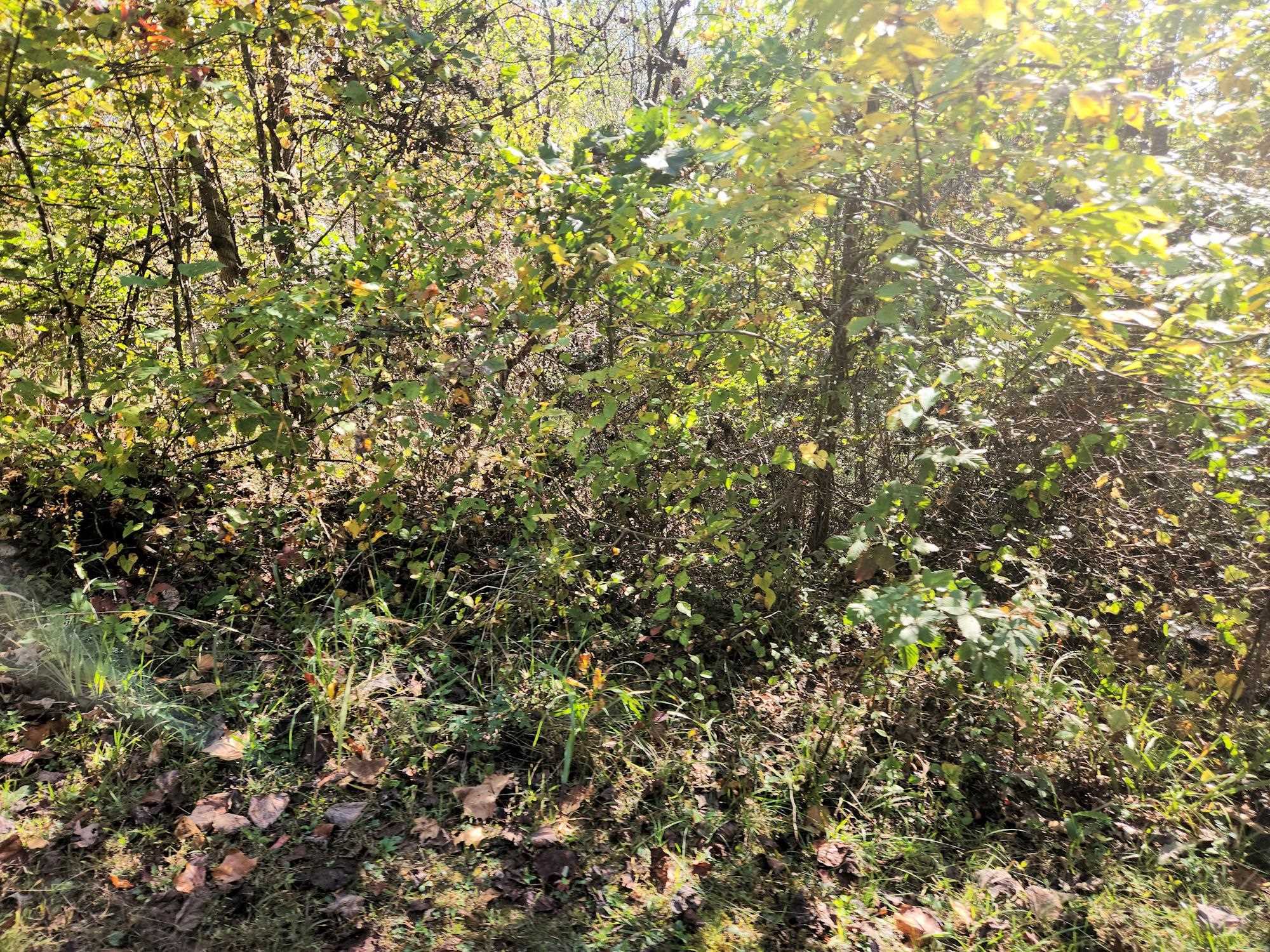 0 Kiser Fork Road Grayson, KY 41143 - Photo 39 of 48 Gallery Image 39