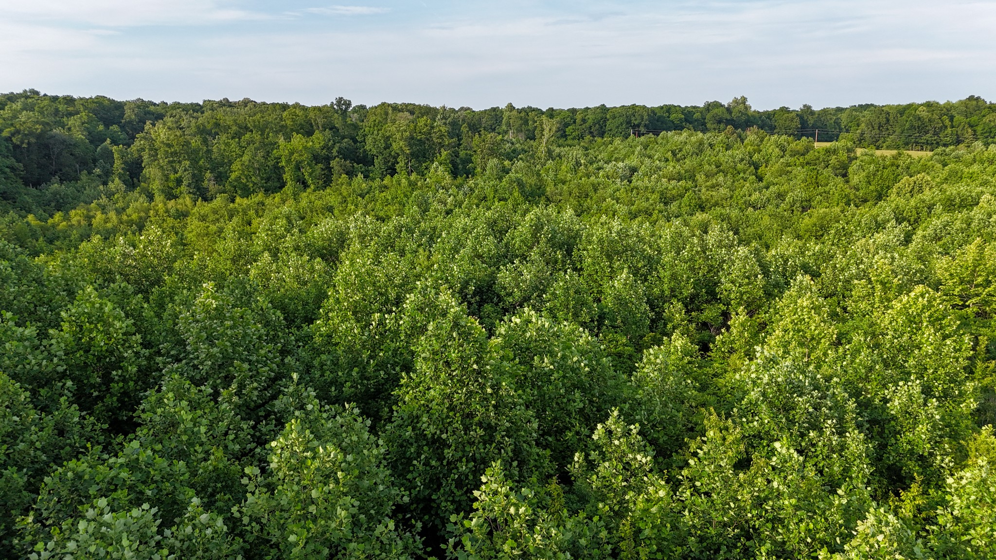0 Mcadams Road Greenfield, TN 38230 - Photo 8 of 25