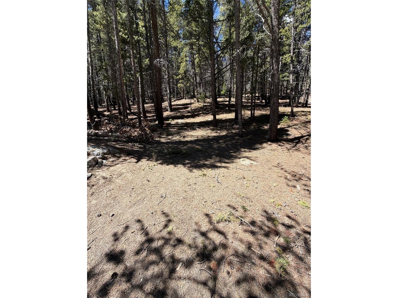 378 Alice Road Idaho Springs, CO 80452 - Photo 16 of 26 a view of outdoor space with trees