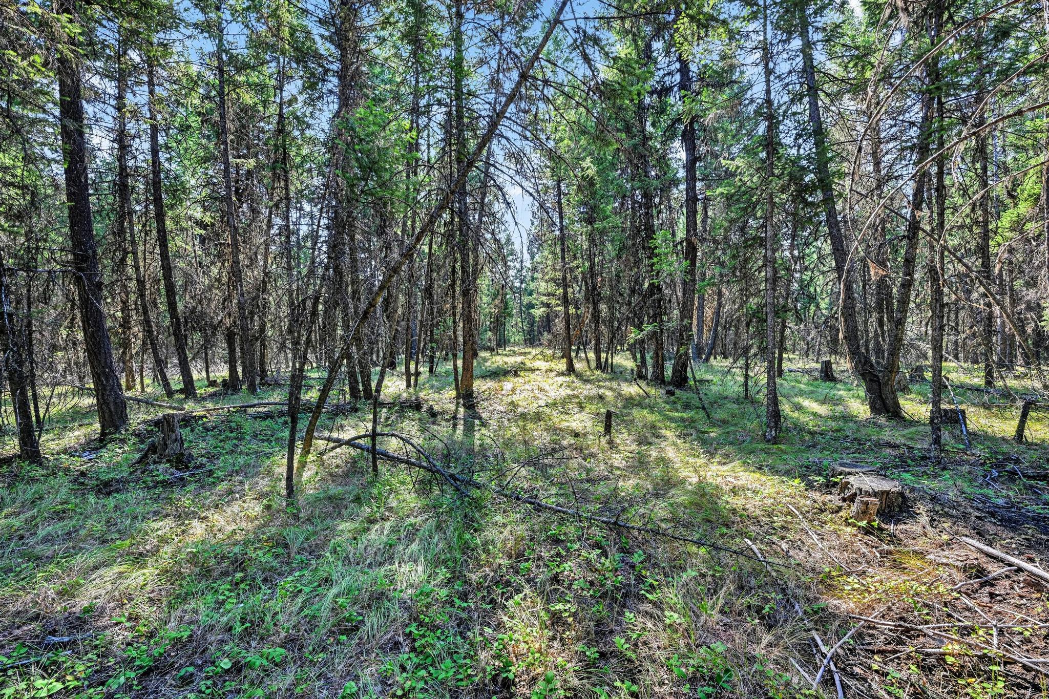 Lot 1 Forest Ridge Road Eureka, MT 59917 - Photo 14 of 19 Gallery Image 14