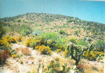 0 North Power Line Road Marana, AZ 85658 - Photo 1 of 2