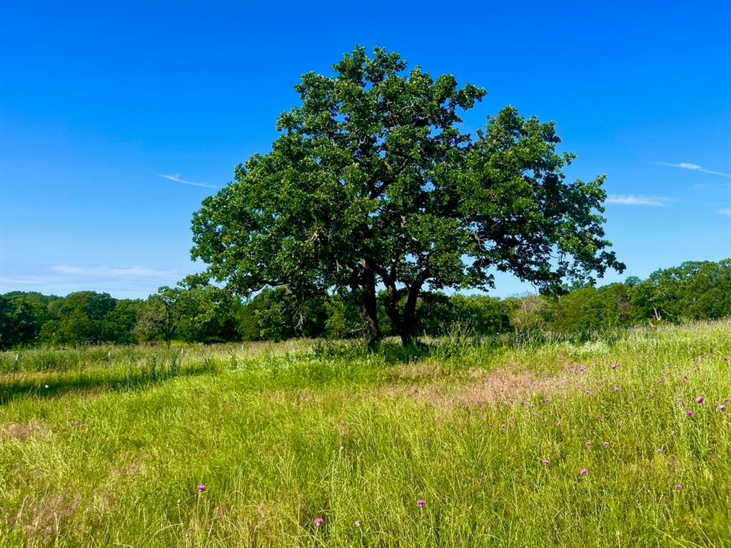 Lot 55-56 Kilkenny Road Poolville, TX 76487 - Photo 5 of 6 View of local wilderness