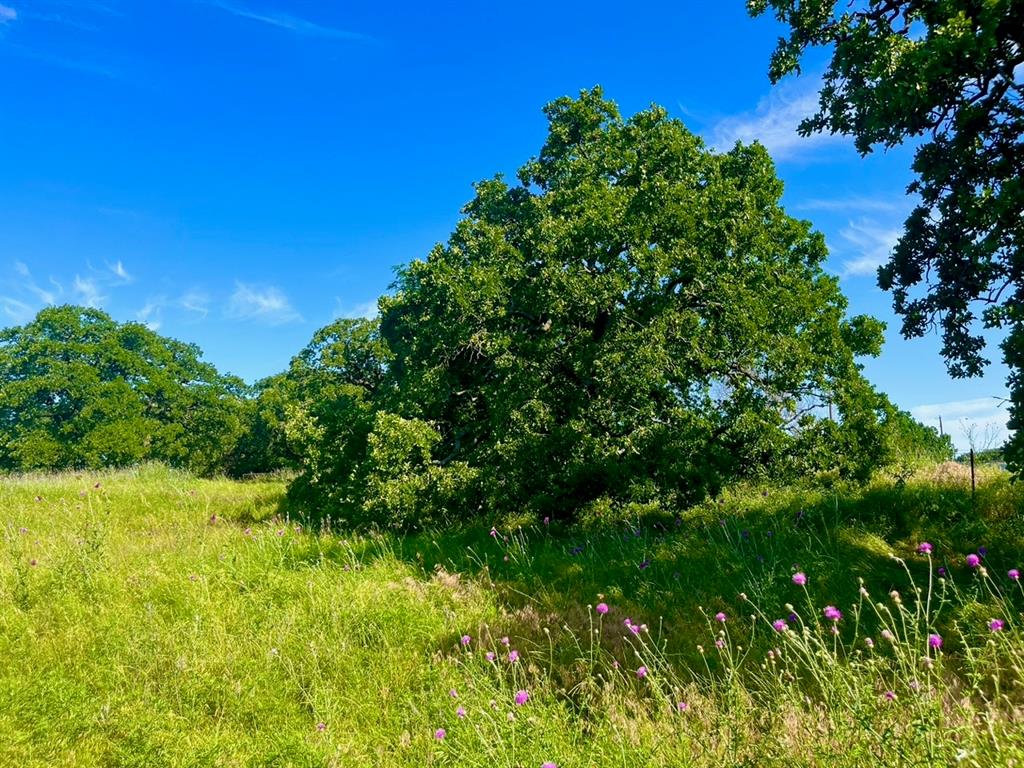 Lot 55-56 Kilkenny Road Poolville, TX 76487 - Photo 6 of 6 View of local wilderness