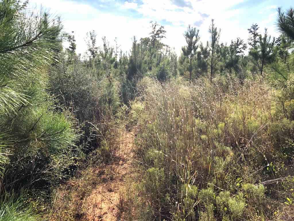 Lot 8-br Molino Bridge Road Pace, FL 32571 - Photo 2 of 5 Gallery Image 2