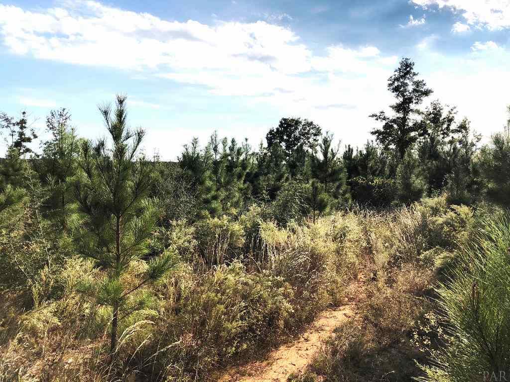 Lot 8-br Molino Bridge Road Pace, FL 32571 - Photo 3 of 5 Gallery Image 3
