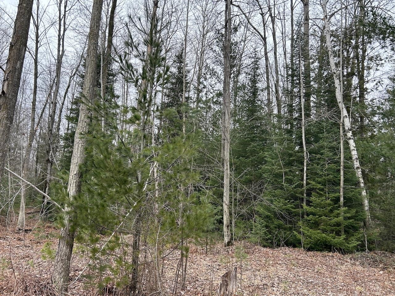 19.2 Acres W M61 Road Gladwin, MI 48624 - Photo 6 of 17