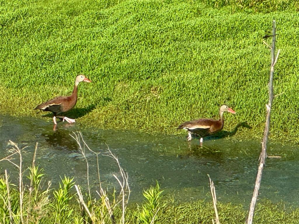 9540 Southeast 49th Terrace Webster, FL 33597 - Photo 12 of 46