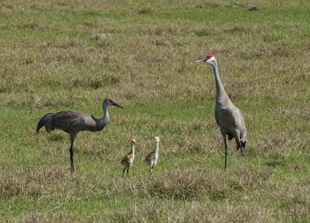 9540 Southeast 49th Terrace Webster, FL 33597 - Photo 43 of 46