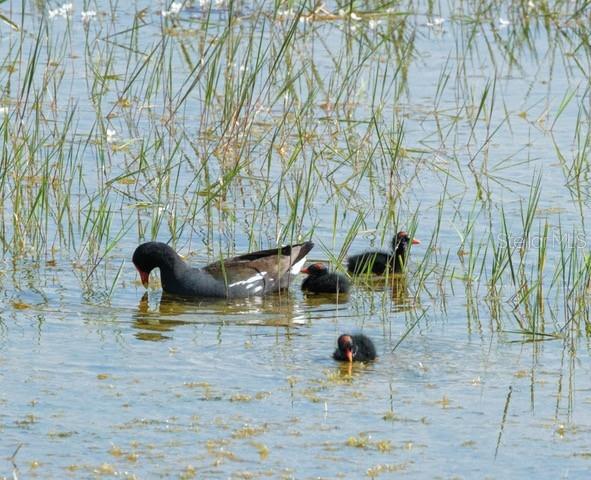 9540 Southeast 49th Terrace Webster, FL 33597 - Photo 10 of 46