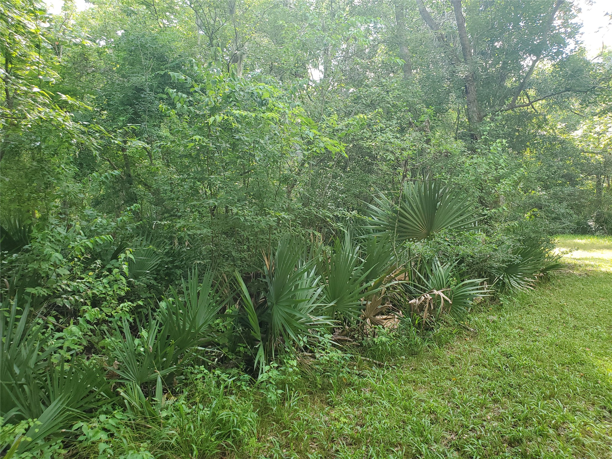 0 County Road 488B Sweeny, TX 77480 - Photo 3 of 11 a view of a lush green forest