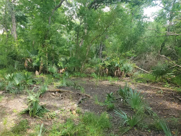 a view of a lush green forest with lots of trees