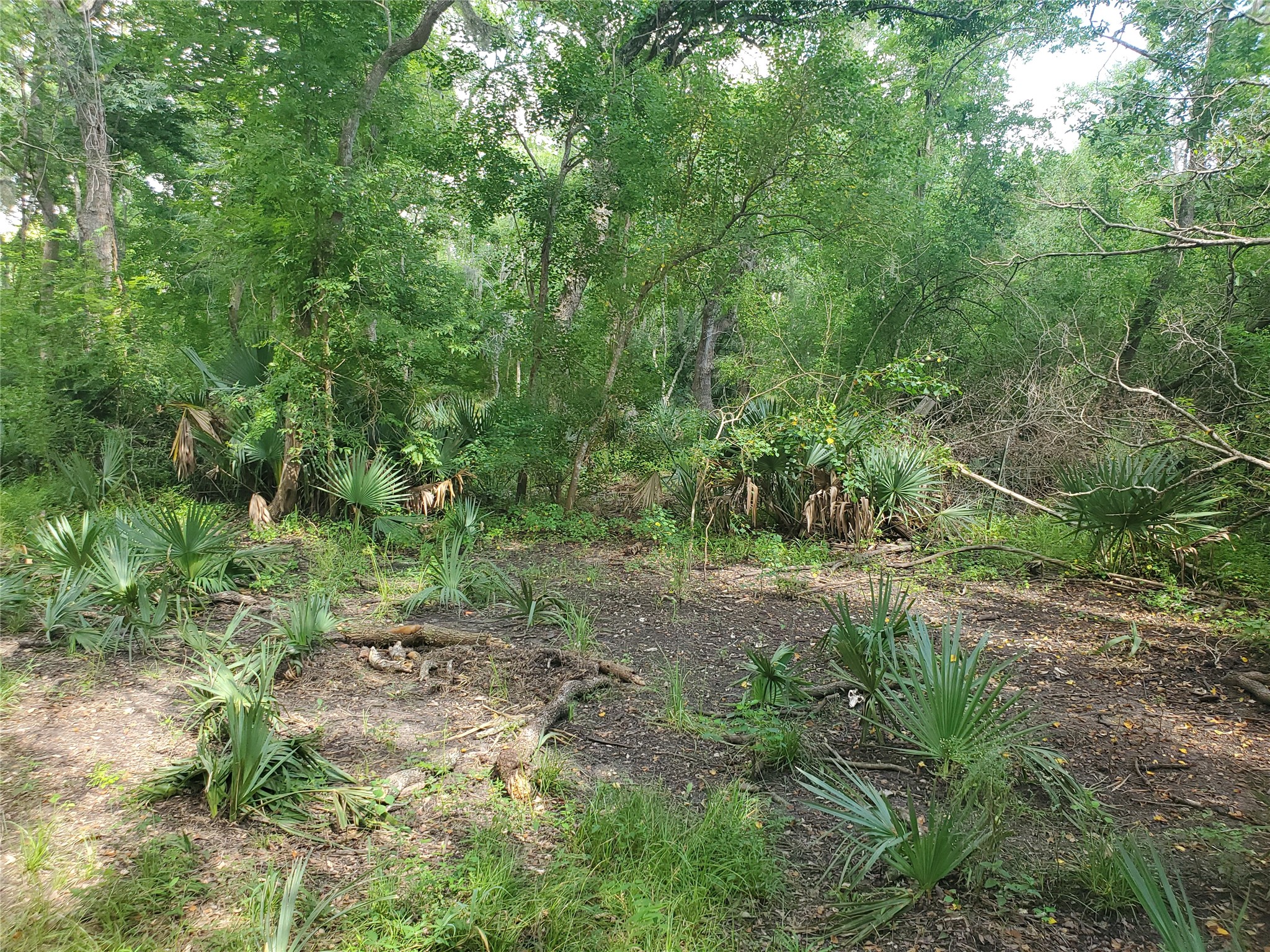 0 County Road 488B Sweeny, TX 77480 - Photo 5 of 11 a view of a lush green forest with lots of trees