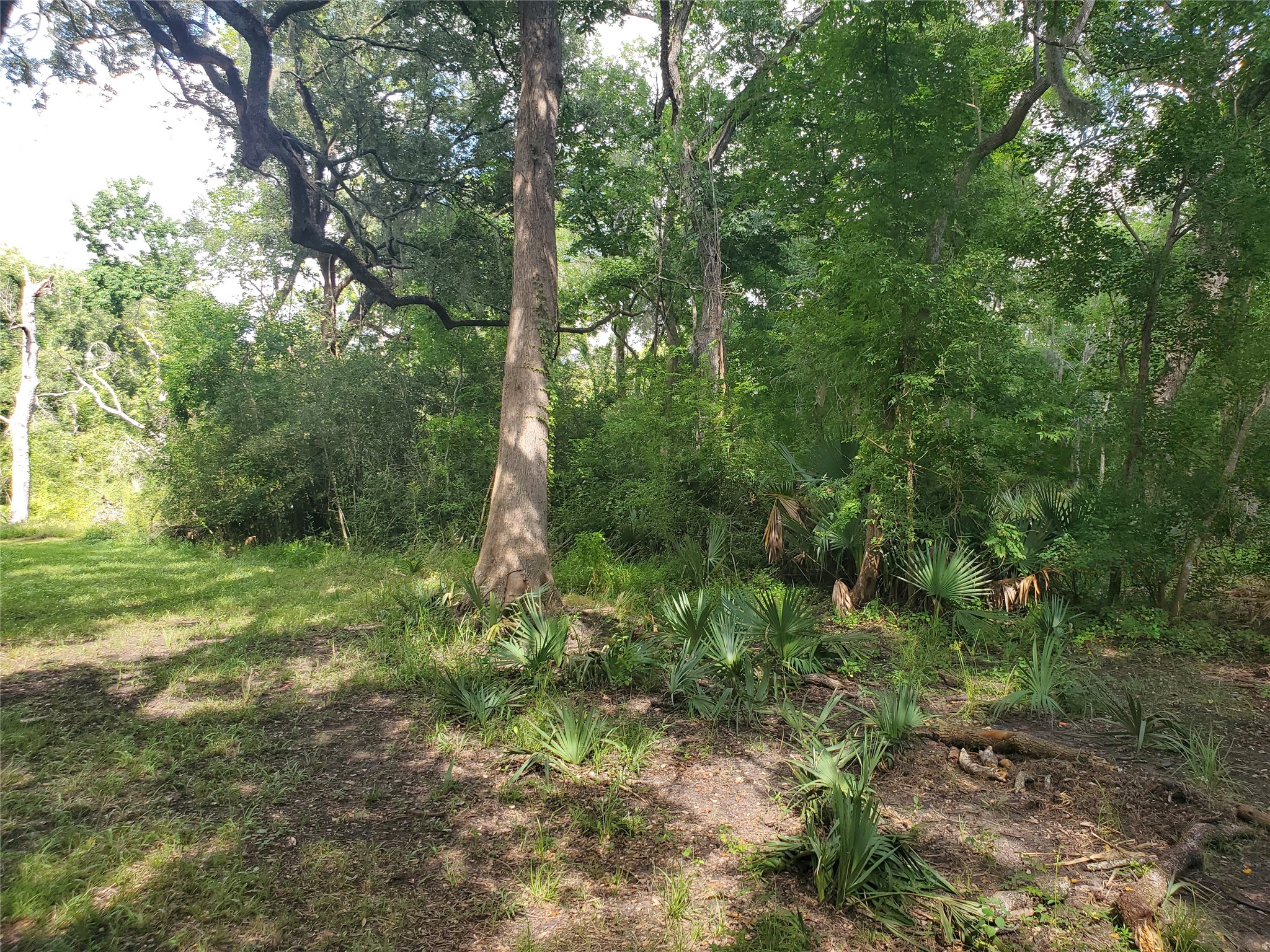 0 County Road 488B Sweeny, TX 77480 - Photo 6 of 11 a view of a lush green forest