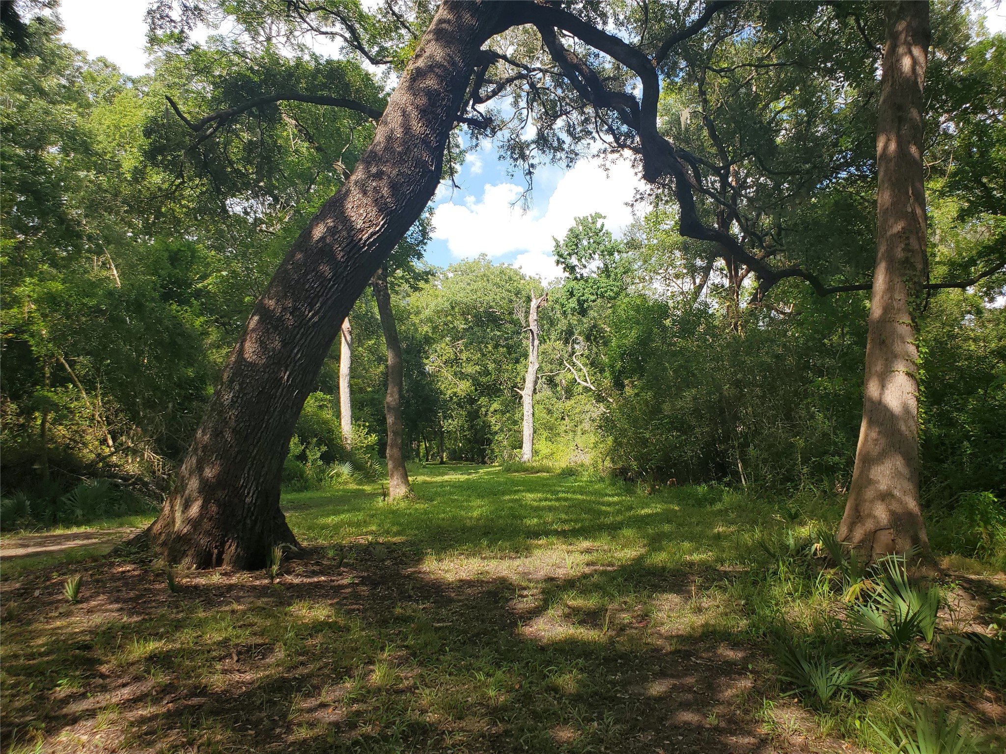 0 County Road 488B Sweeny, TX 77480 - Photo 8 of 11 a backyard of a house with lots of green space