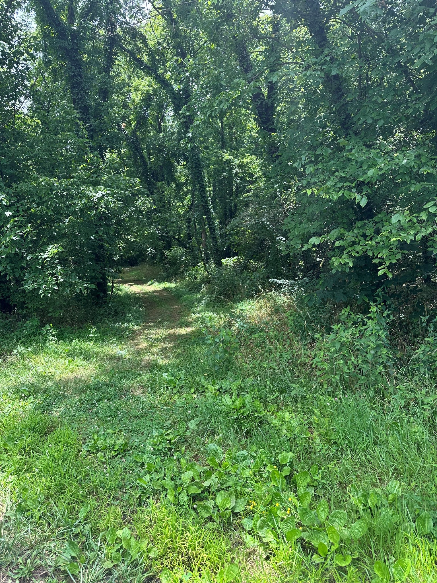 1200 Access Road Pulaski, TN 38478 - Photo 2 of 7 a view of outdoor space and yard
