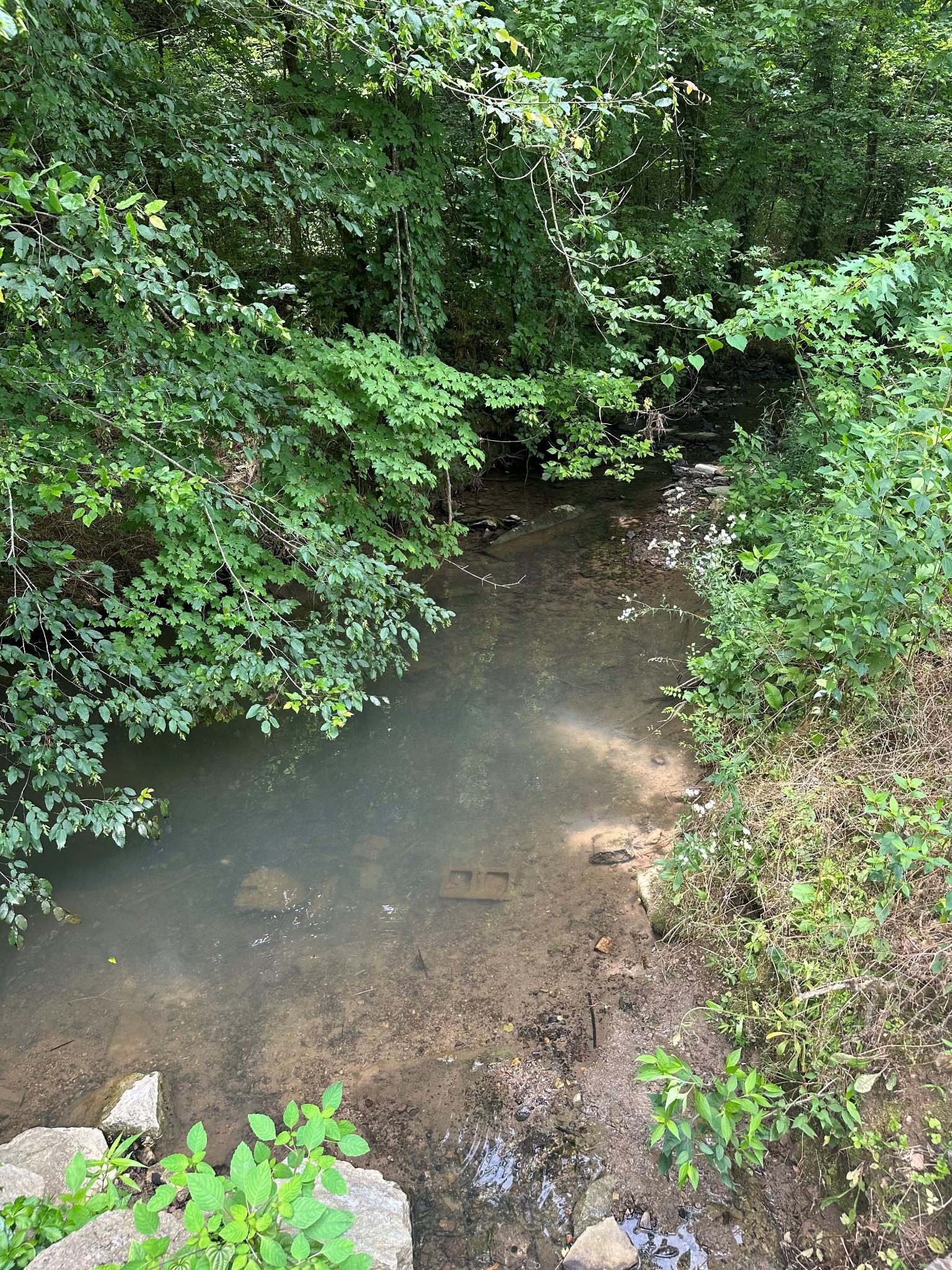 1200 Access Road Pulaski, TN 38478 - Photo 3 of 7 a view of a plants with yard