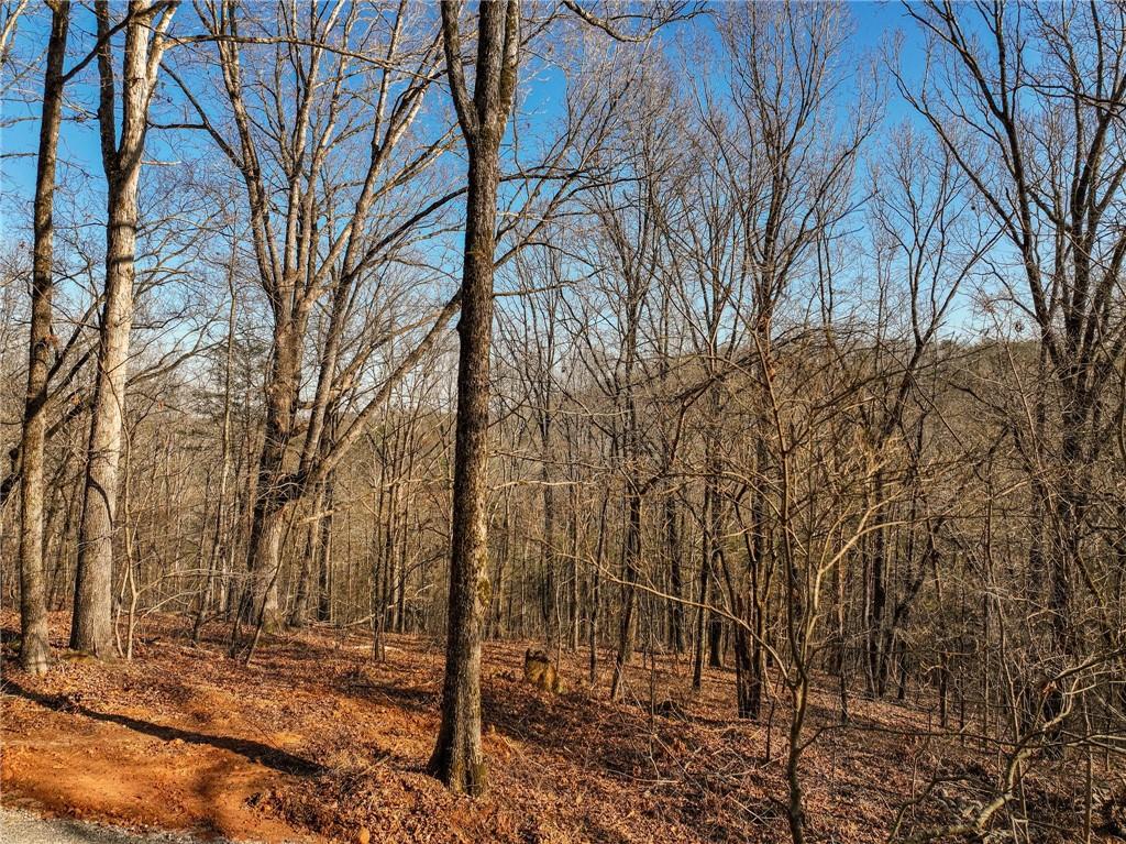 Lot 11 Mount Mincie Road Murrayville, GA 30564 - Photo 8 of 15 a view of a forest filled with trees