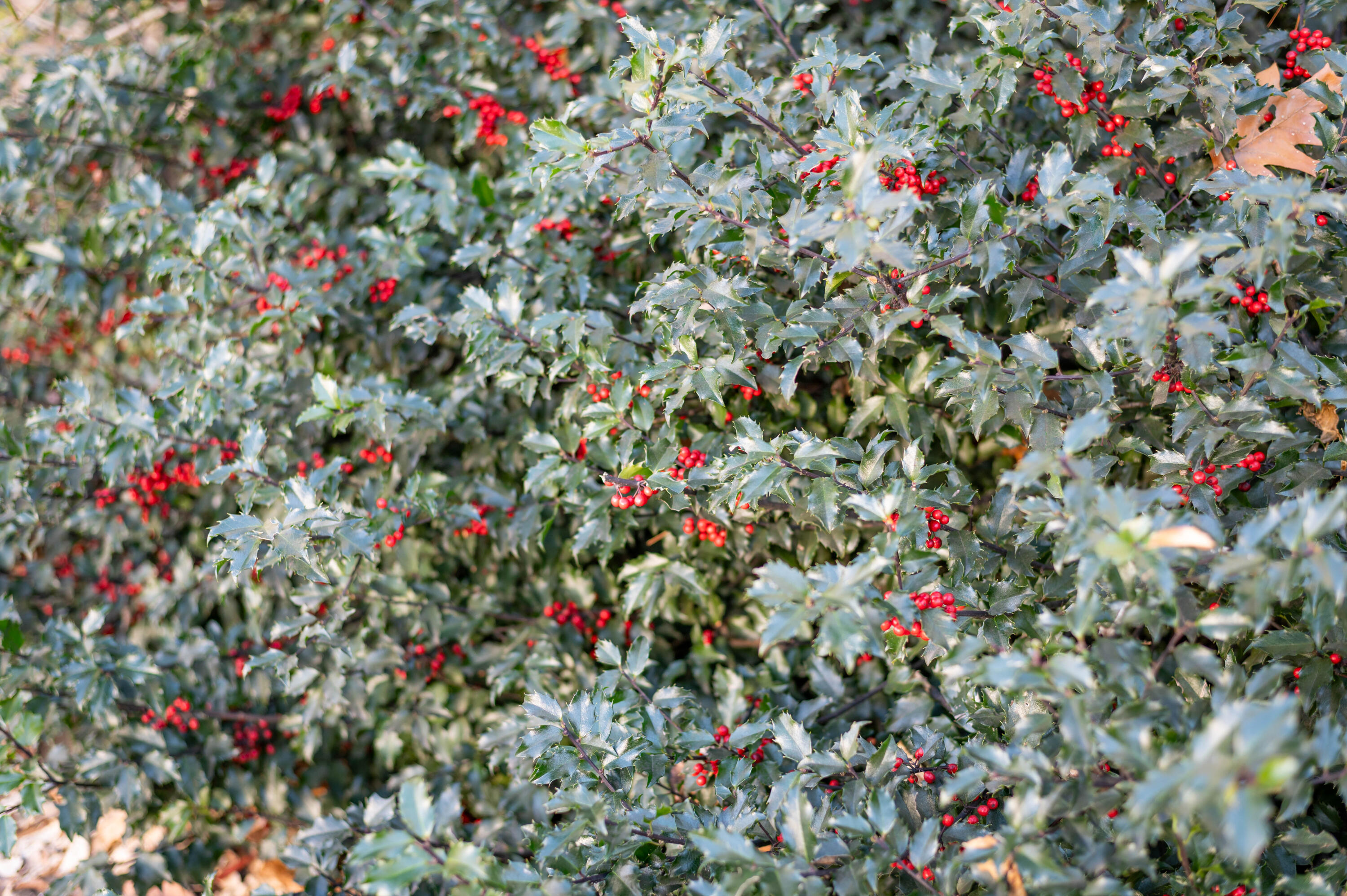 75 Main Road Charleston, ME 04422 - Photo 55 of 61 Main Rd-52