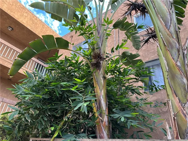 a view of a palm plant that is in front of a house