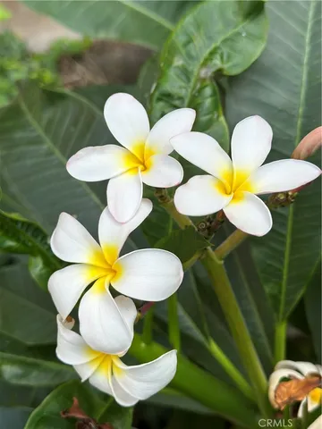 a view of a tree with a yard