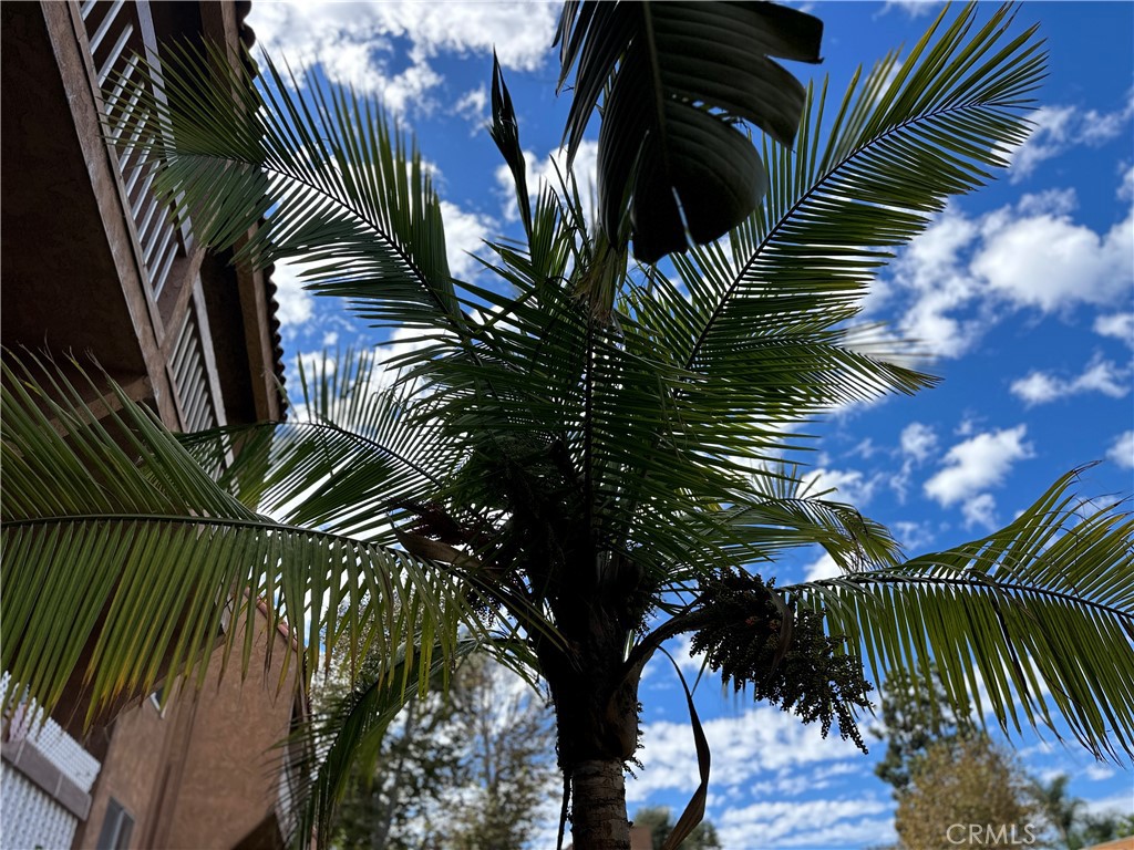 6600 Warner Avenue, Unit 210 Huntington Beach, CA 92647 - Photo 24 of 47 a view of a palm plant that is in front of a house