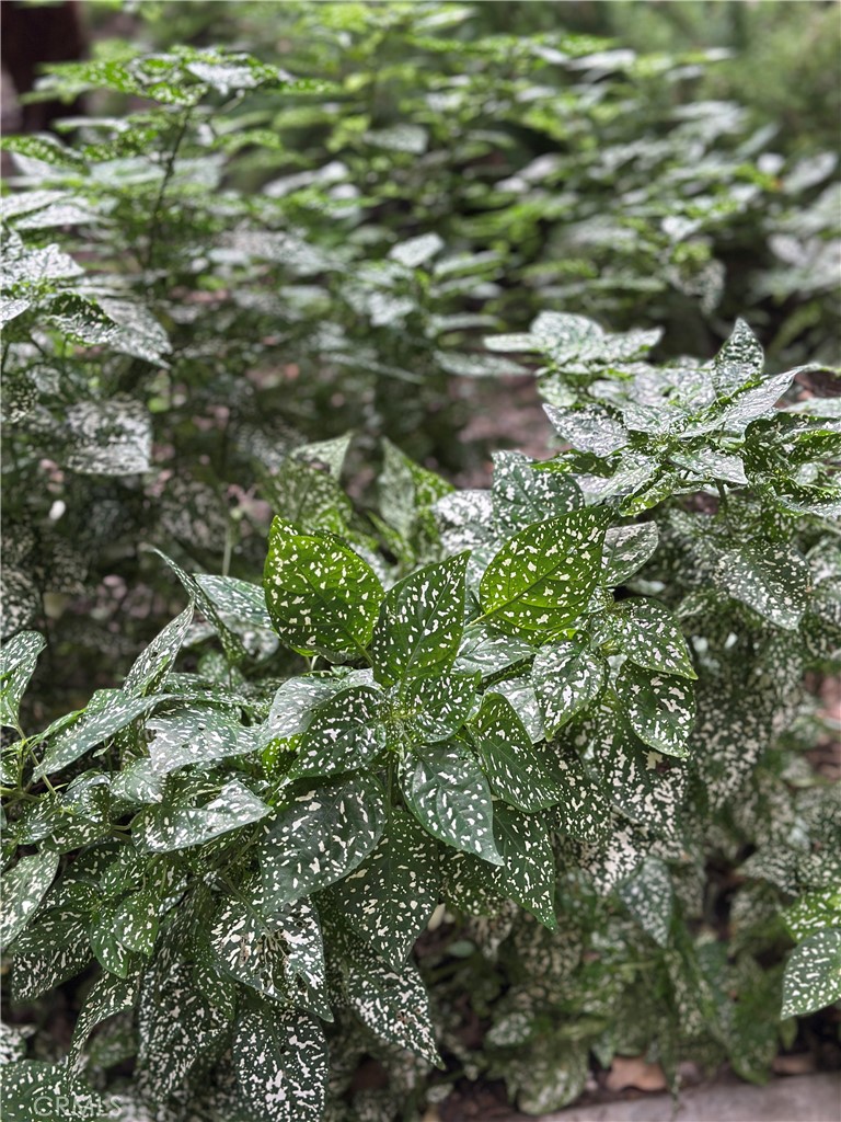 6600 Warner Avenue, Unit 210 Huntington Beach, CA 92647 - Photo 29 of 47 a close up of a plant