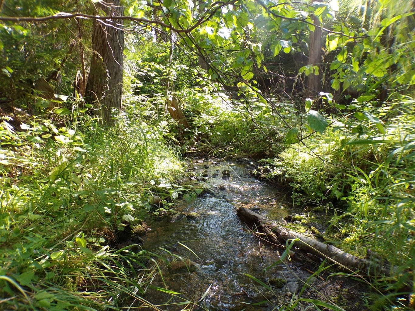 3121 15 Mile Creek Road Kettle Falls, WA 99141 - Photo 33 of 45