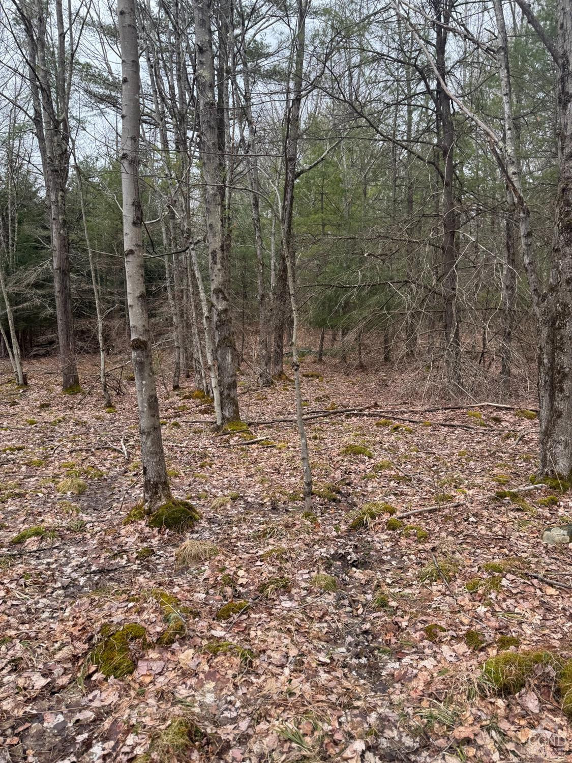 135 Winding Way Conesville, NY 12076 - Photo 12 of 14 a view of a forest with trees