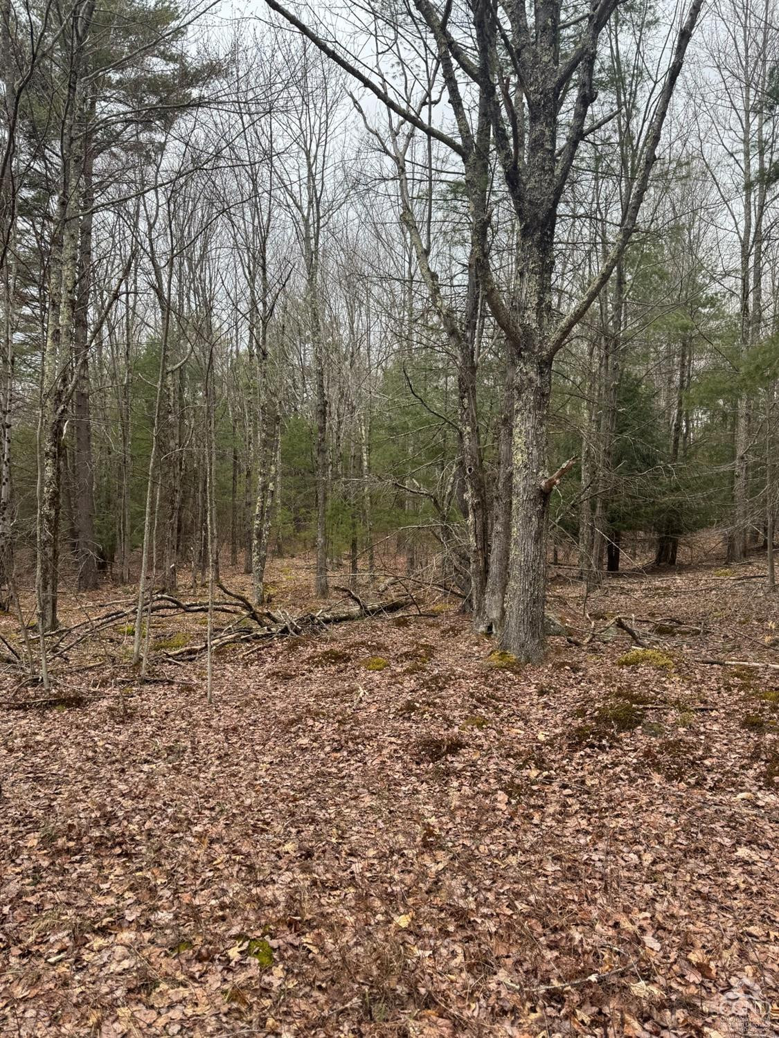 135 Winding Way Conesville, NY 12076 - Photo 3 of 14 a view of a yard with trees