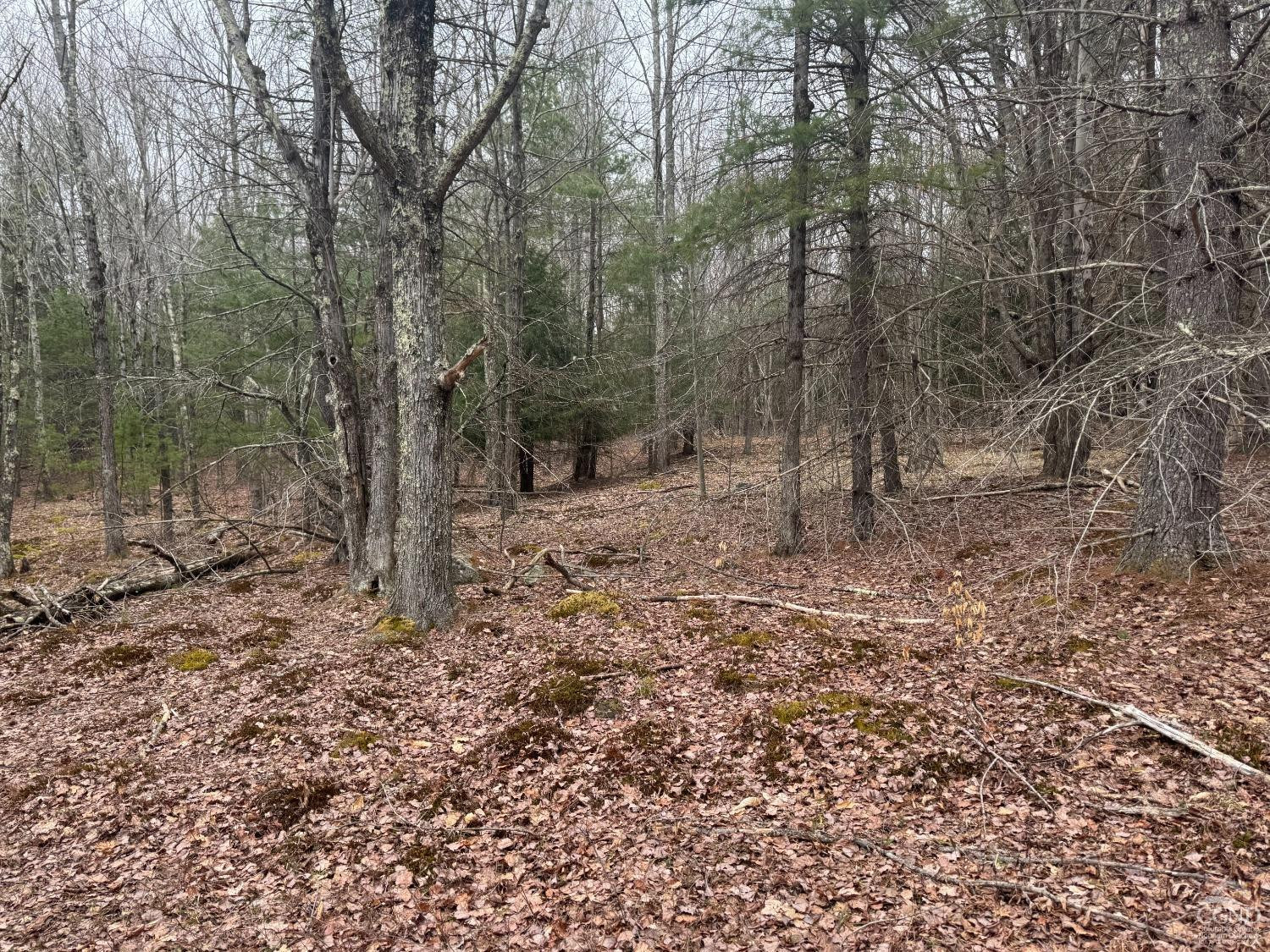 135 Winding Way Conesville, NY 12076 - Photo 10 of 14 a view of a forest filled with trees