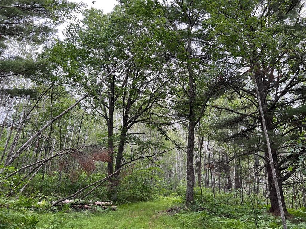 W37-xx Frog Creek Road Minong, WI 54859 - Photo 14 of 40 Mature Timber