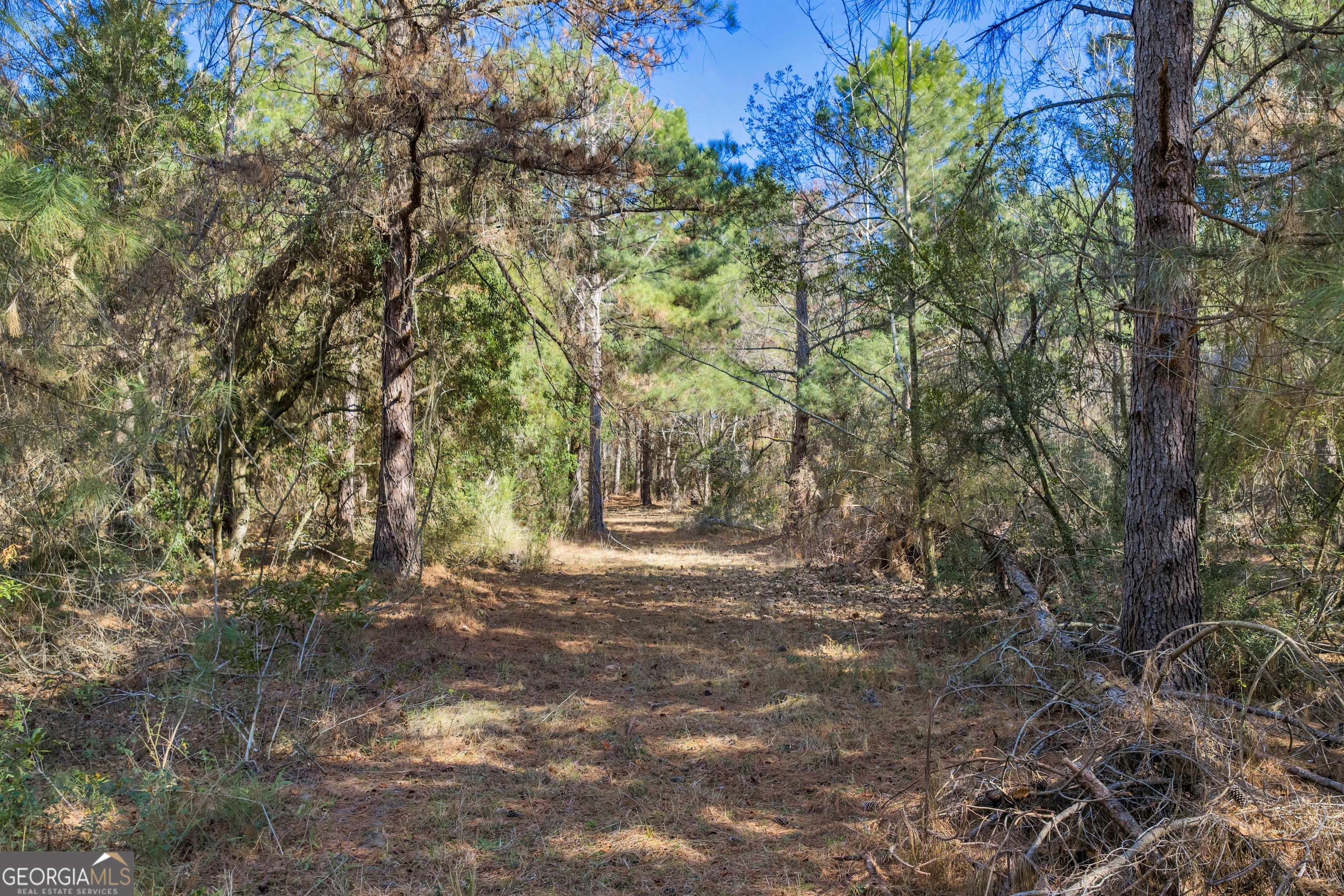 423 Livingston Road Adel, GA 31620 - Photo 14 of 44 a view of outdoor space and trees