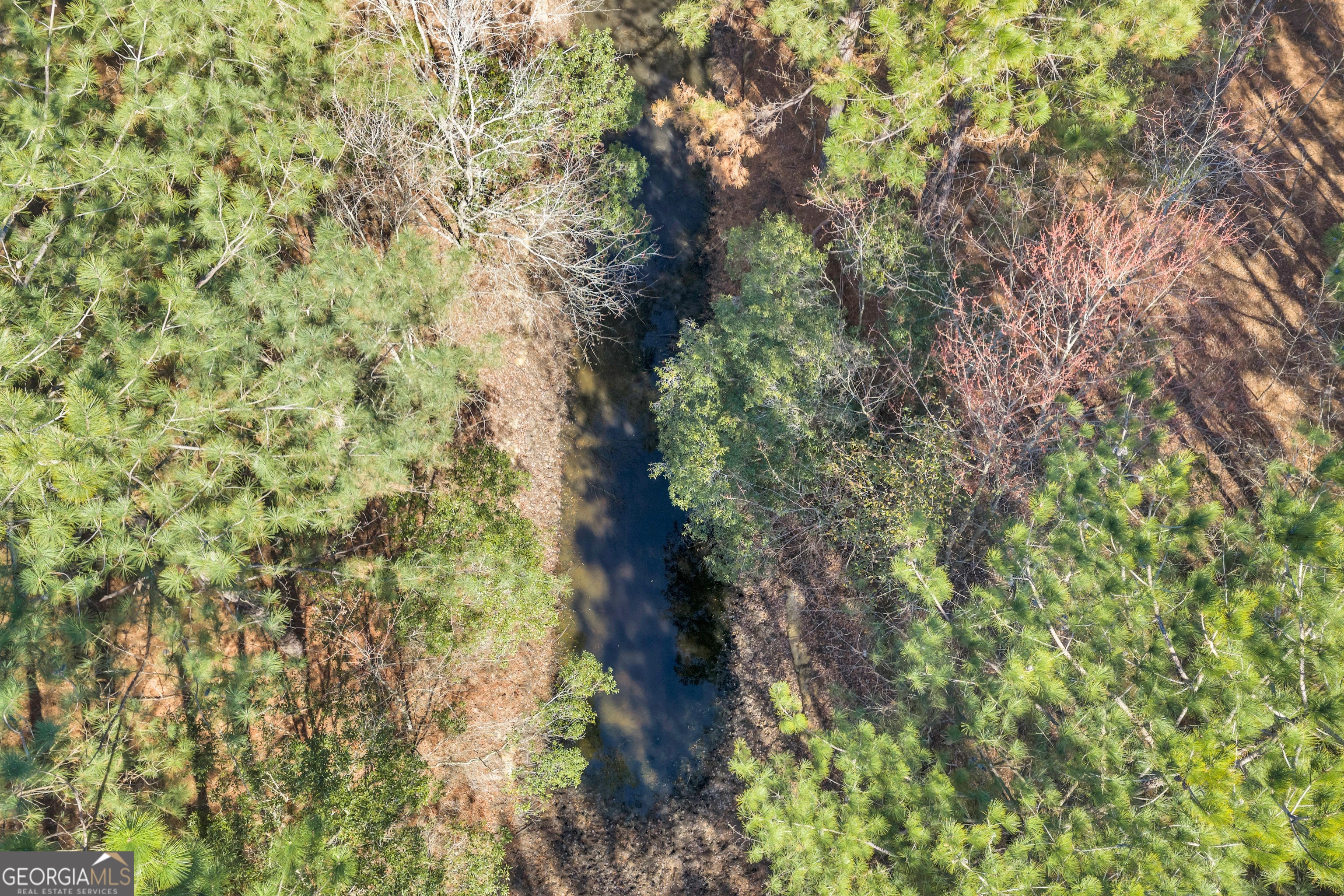 423 Livingston Road Adel, GA 31620 - Photo 2 of 44 a close up of a plant