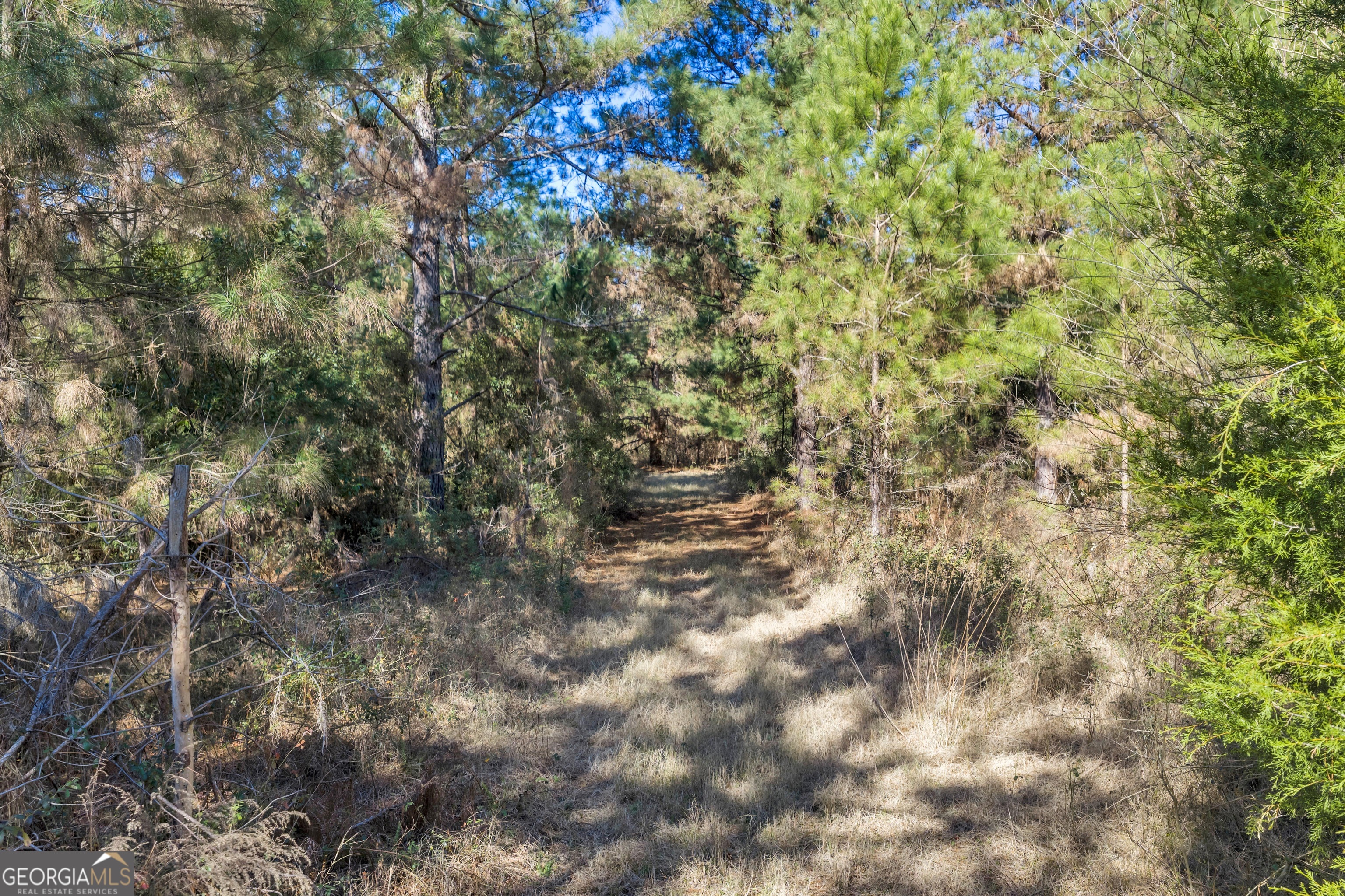 423 Livingston Road Adel, GA 31620 - Photo 22 of 44 a view of a yard with a tree