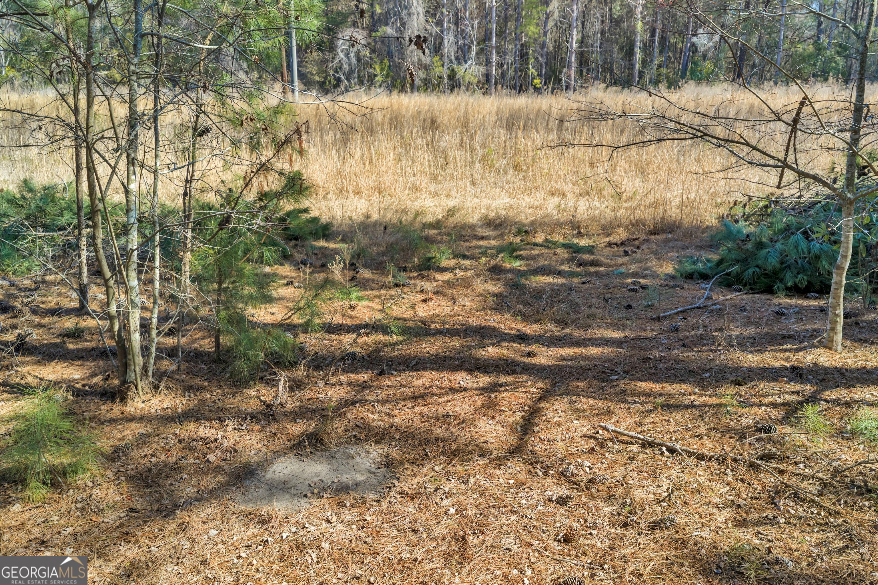 423 Livingston Road Adel, GA 31620 - Photo 6 of 44 a view of a yard with a tree