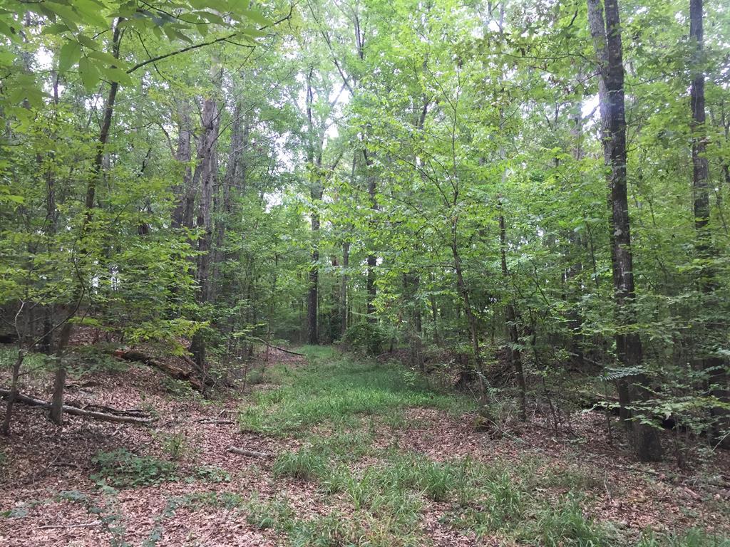 a view of a forest that has large trees
