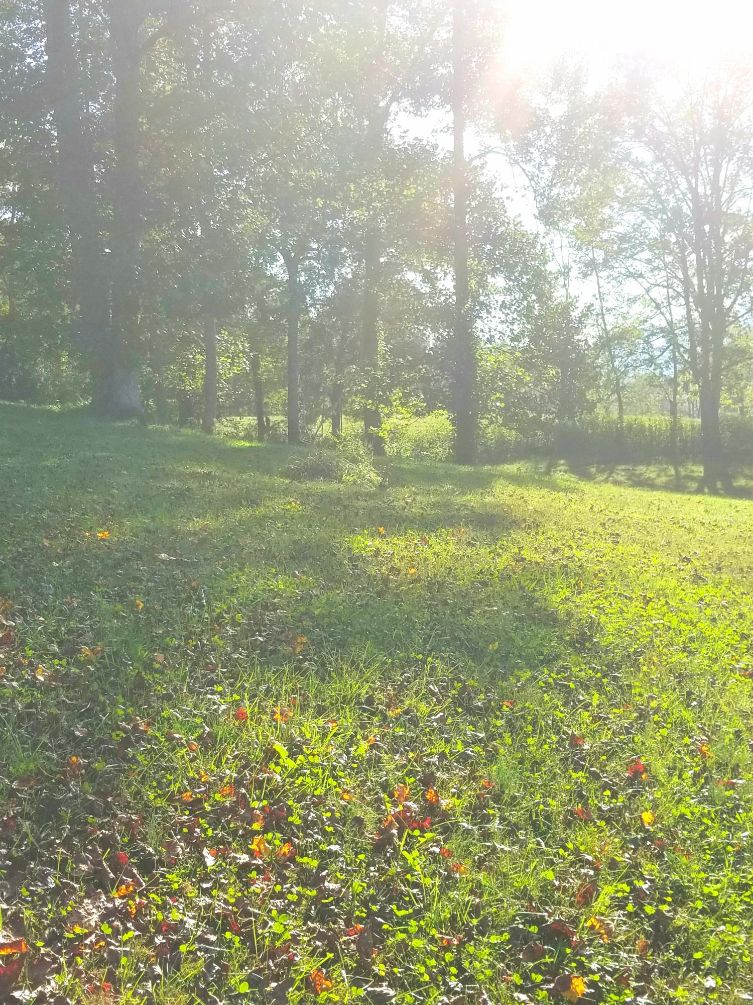577 Red Cut Road Pioneer, TN 37847 - Photo 4 of 29 red cut land