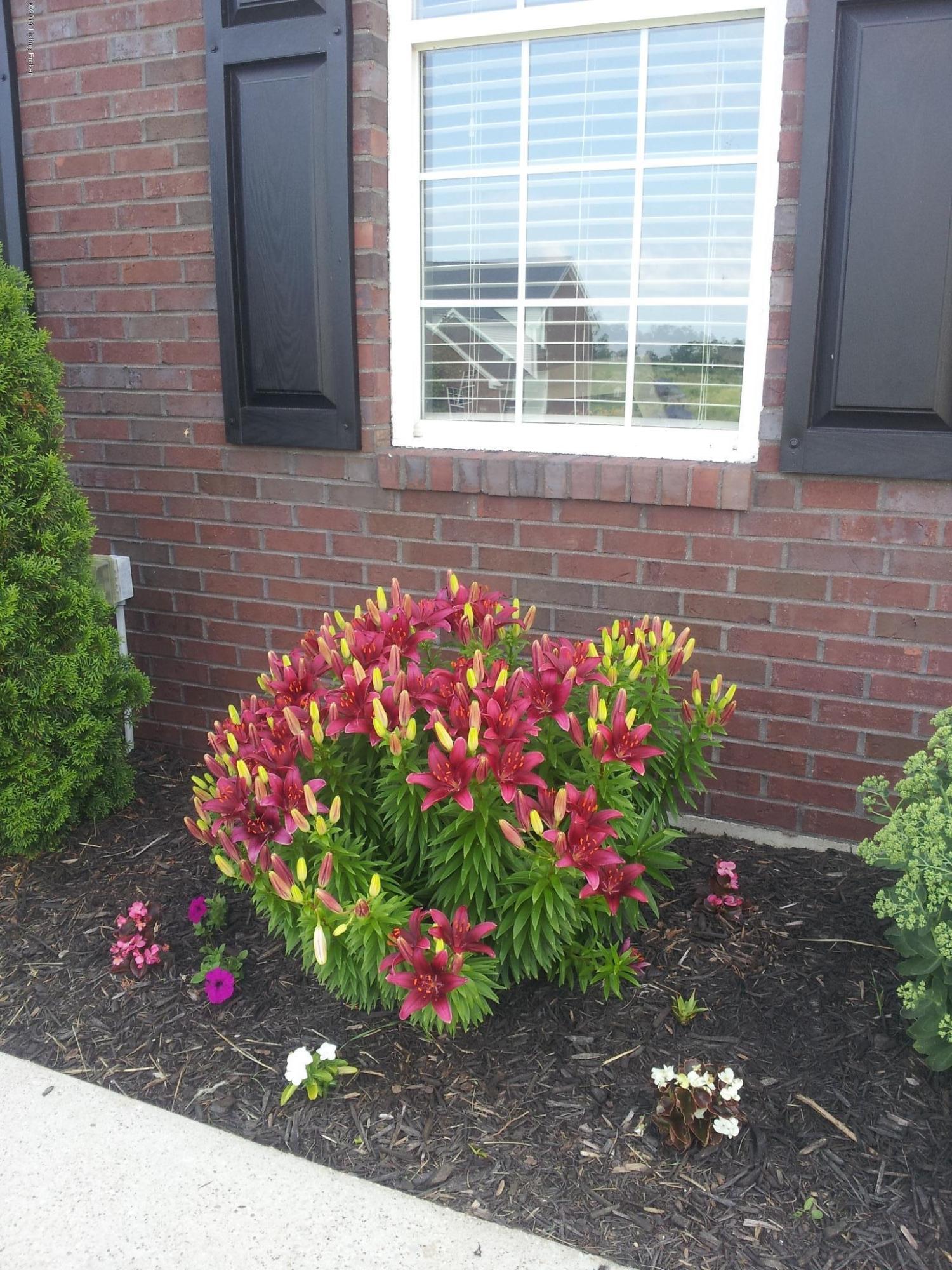 landscaping in the front of house