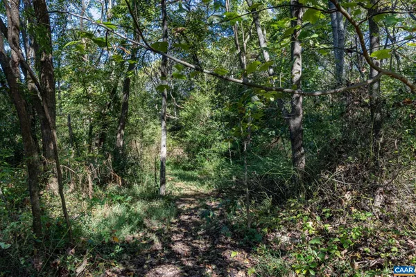 a view of a lush green forest