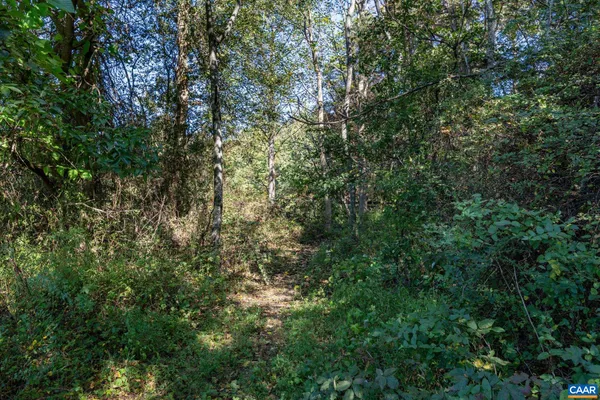a view of a forest with a tree