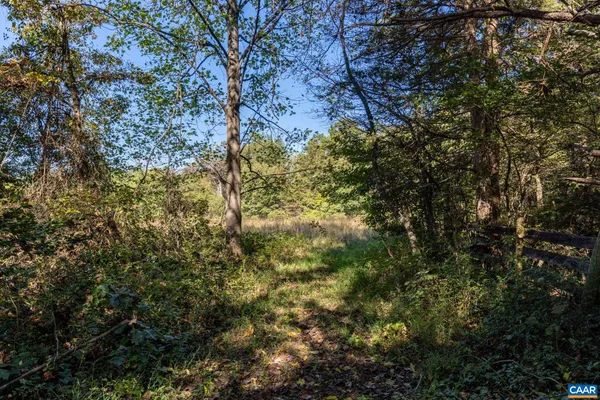 a view of a tree in a yard