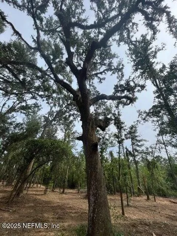 a view of a yard with a tree