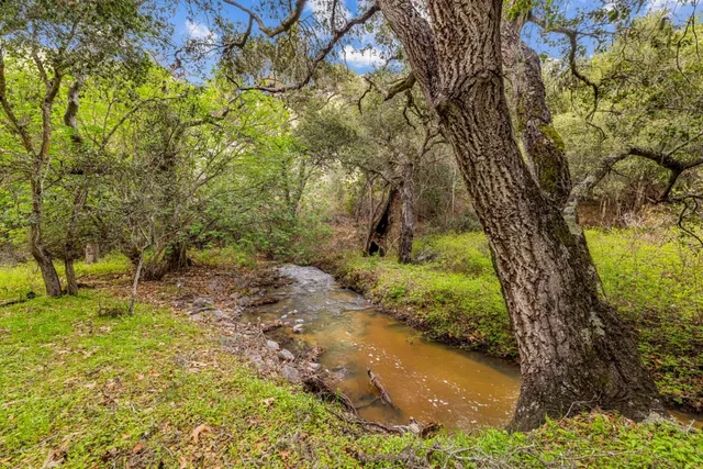 a view of a tree with a yard
