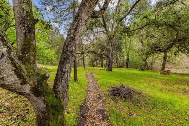 a view of a garden with plants