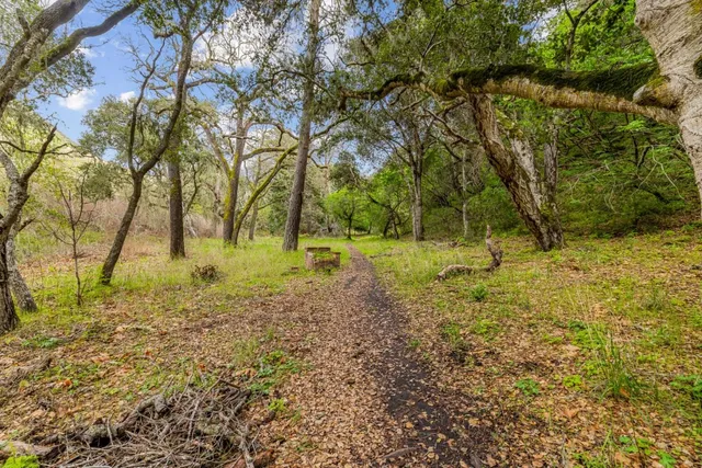 a view of a yard with a tree