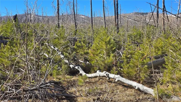 $7,000 | Lot 1460 Von Heyl Lane, Fort Garland, CO 81133